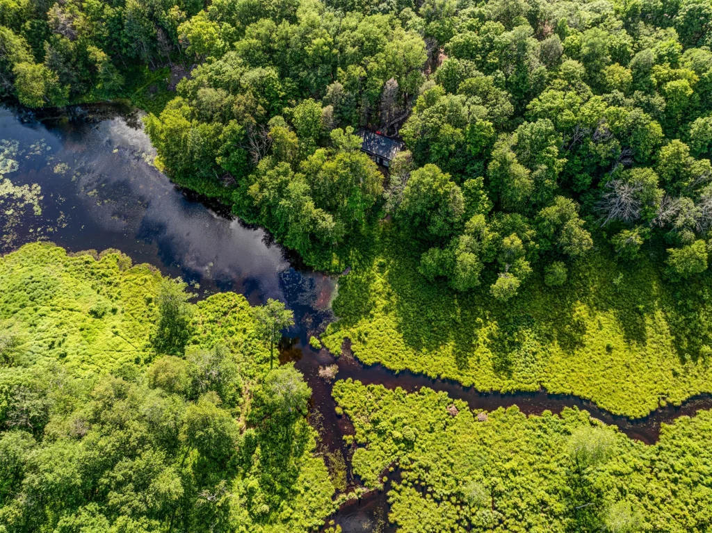 Poconos forest