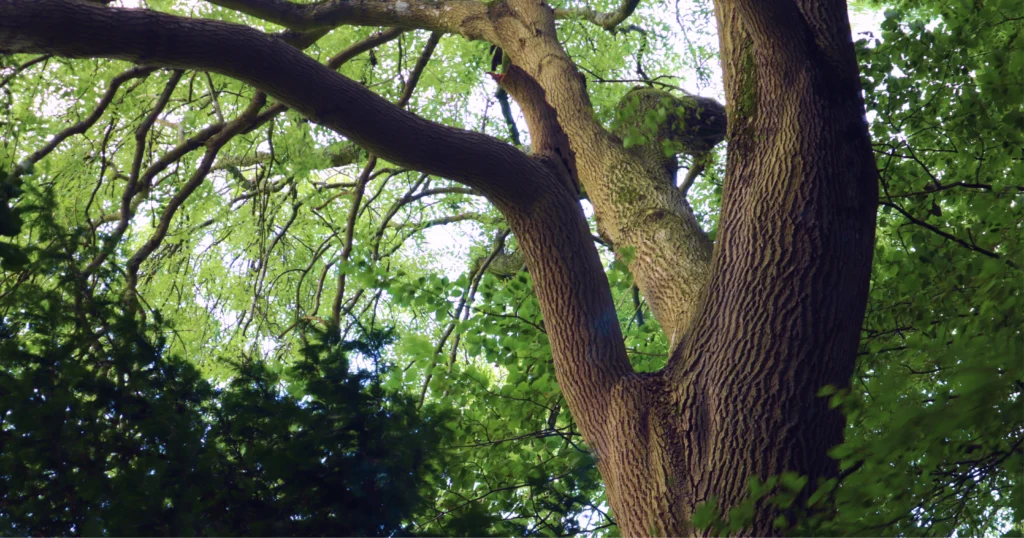 Tree background