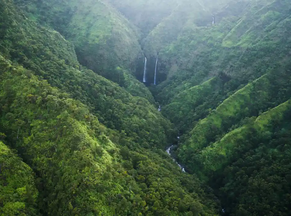 Rainforest
